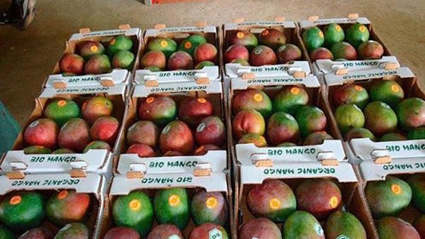 Europe Threatens to Close Its Markets to Senegalese Mangoes
