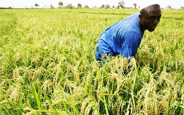 Baisse des crédits alloués aux producteurs : Crise continue dans la Vallée